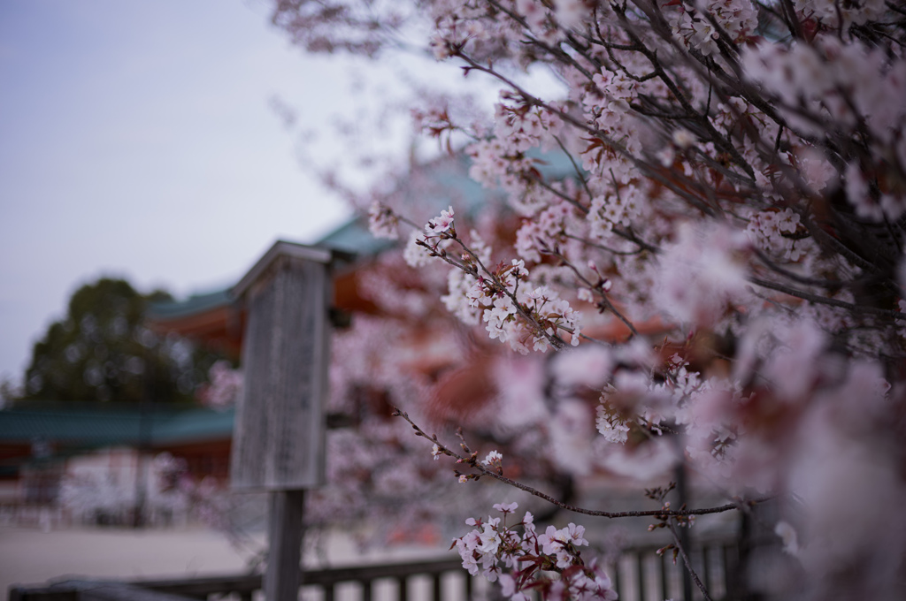 春の平安神宮