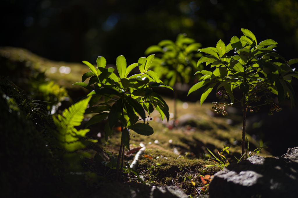 奈良吉城園　16