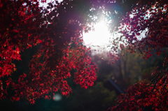 京都南禅寺　紅葉11
