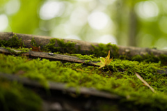雨上がりの祇王寺　5