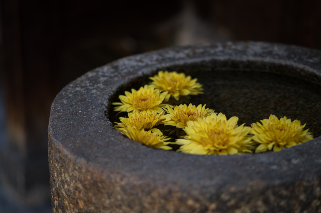 黄色の菊