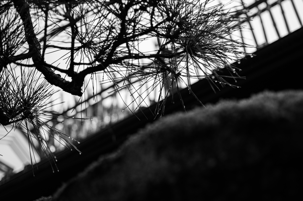 雨粒の松
