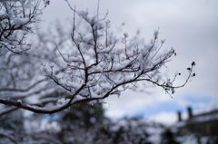 雪解けの風景　10
