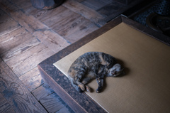 河井寬次郎記念館 留守番猫　5