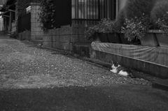 涼み猫