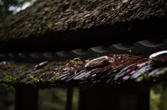 白沙村荘・橋本関雪記念館　6