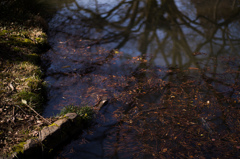 京都植物園　20