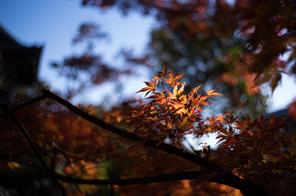 清凉寺嵯峨釈迦堂の紅葉　1