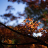 清凉寺嵯峨釈迦堂の紅葉　1