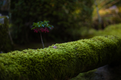 京都天授庵　紅葉5