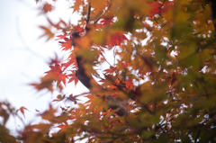紅葉始まる