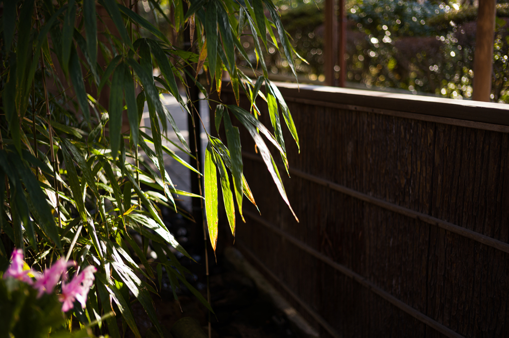 京都妙心寺　退蔵院　19