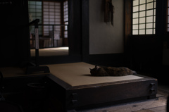 河井寬次郎記念館　留守番猫2