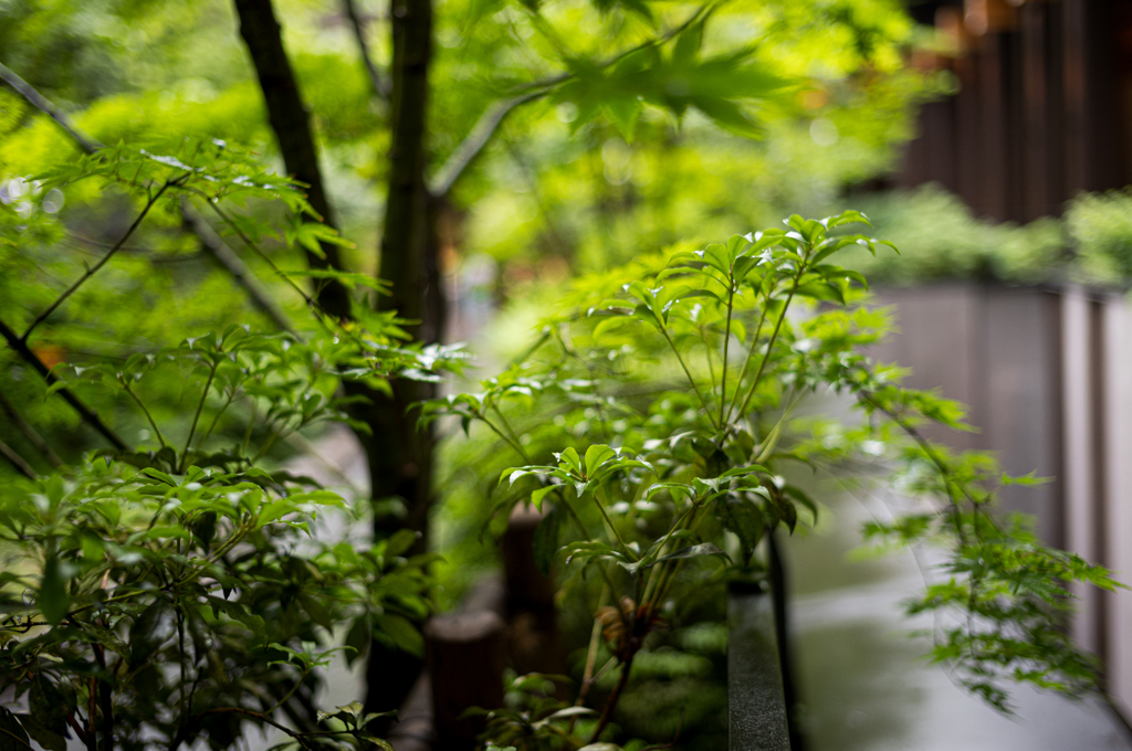 雨の緑　2
