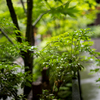 雨の緑　2