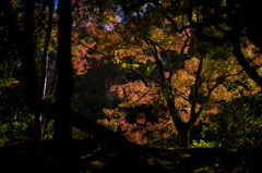 奈良吉城園　19