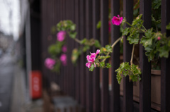 ピンクの花