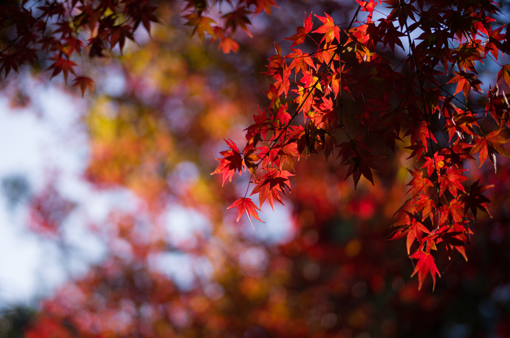 京都南禅寺　紅葉13
