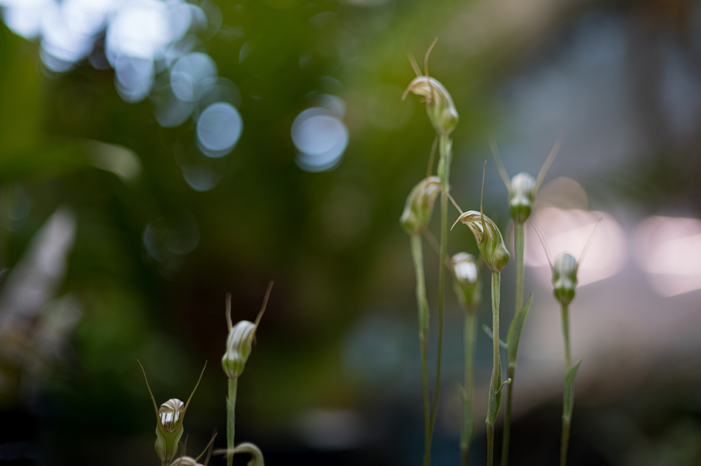バンザイペンギン