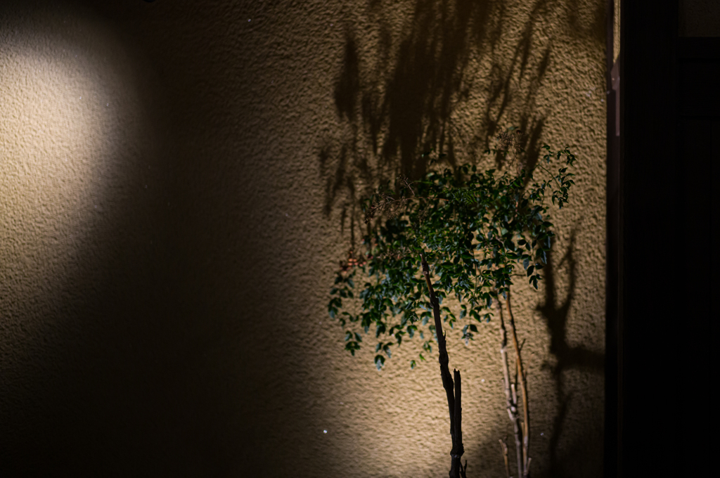 先斗町の夜。小枝の影