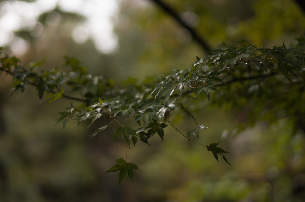 青紅葉　見納め