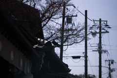 屋根と烏の影