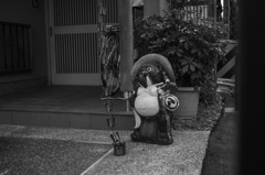 玄関狸
