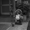 玄関狸