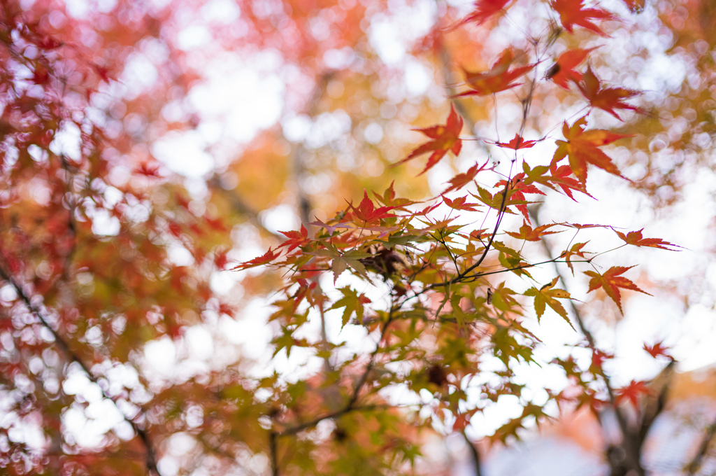 圓光寺　紅葉　8