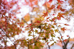 圓光寺　紅葉　8