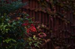 京都嵯峨の風景　6