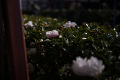 京都祇園散策　4
