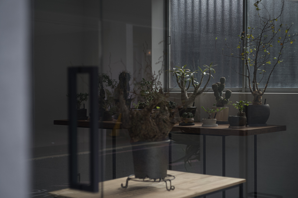 観葉植物ギャラリー