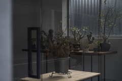 観葉植物ギャラリー