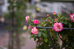 中之島バラ公園　6