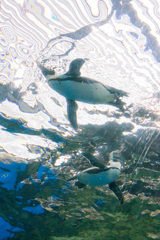 暑いので水族館へ　13