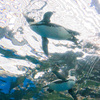 暑いので水族館へ　13