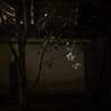京都金地院　紅葉1