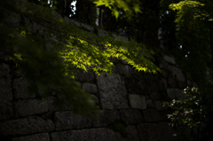 石垣の緑