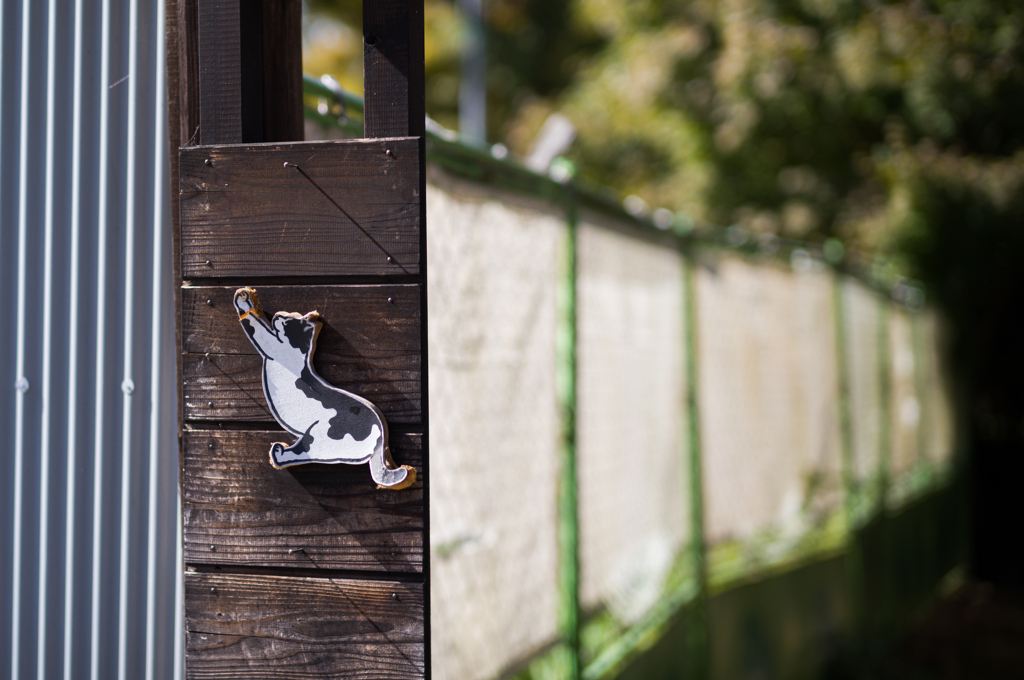 通りすがりの猫