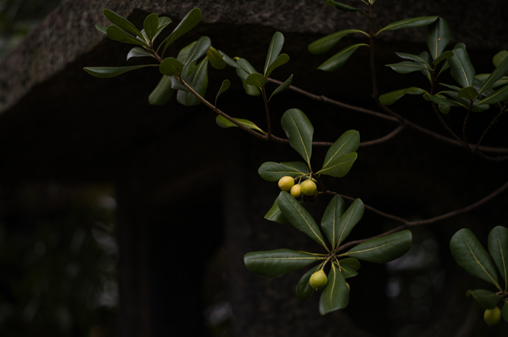木の実