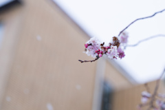 雪の桜
