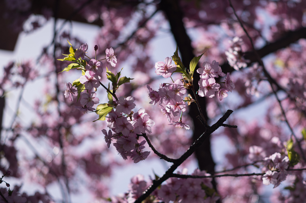 紅桜の光