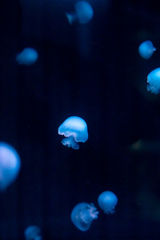 暑いので水族館へ 8