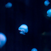 暑いので水族館へ 8