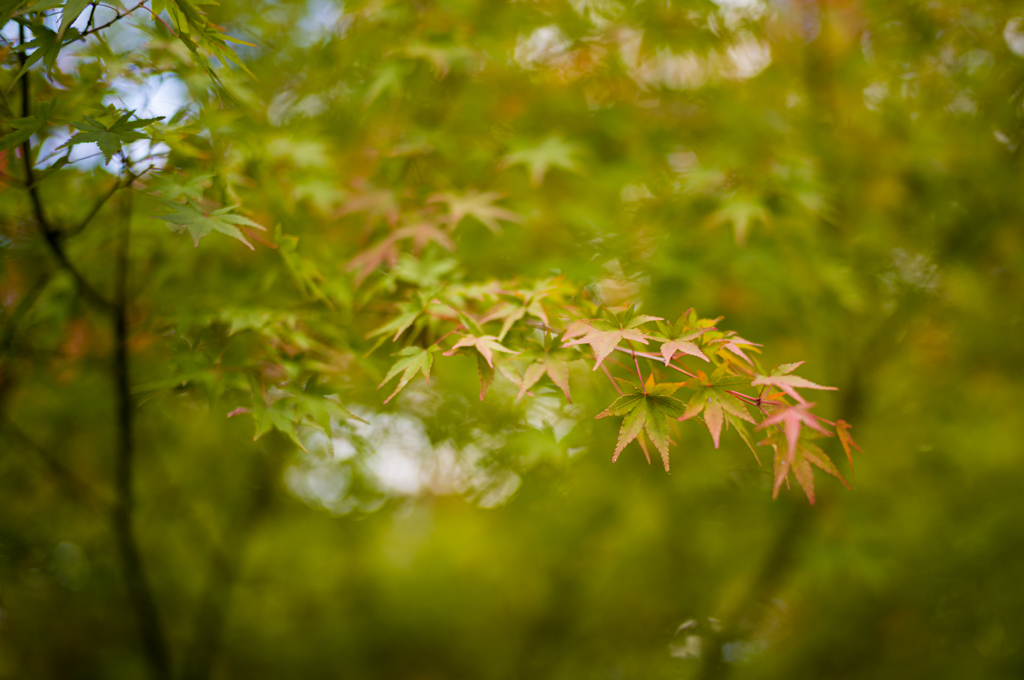 奈良吉城園　27