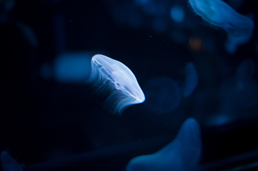 クラゲ