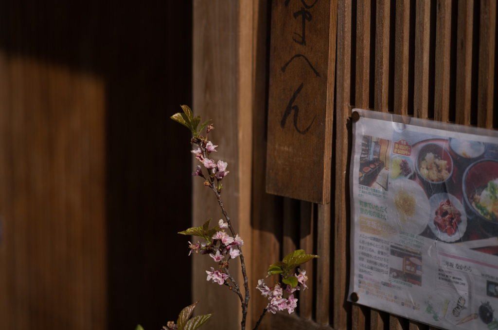 三年坂の桜