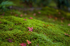 京都南禅寺　紅葉7