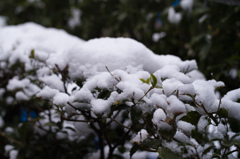 雪解けの風景　6